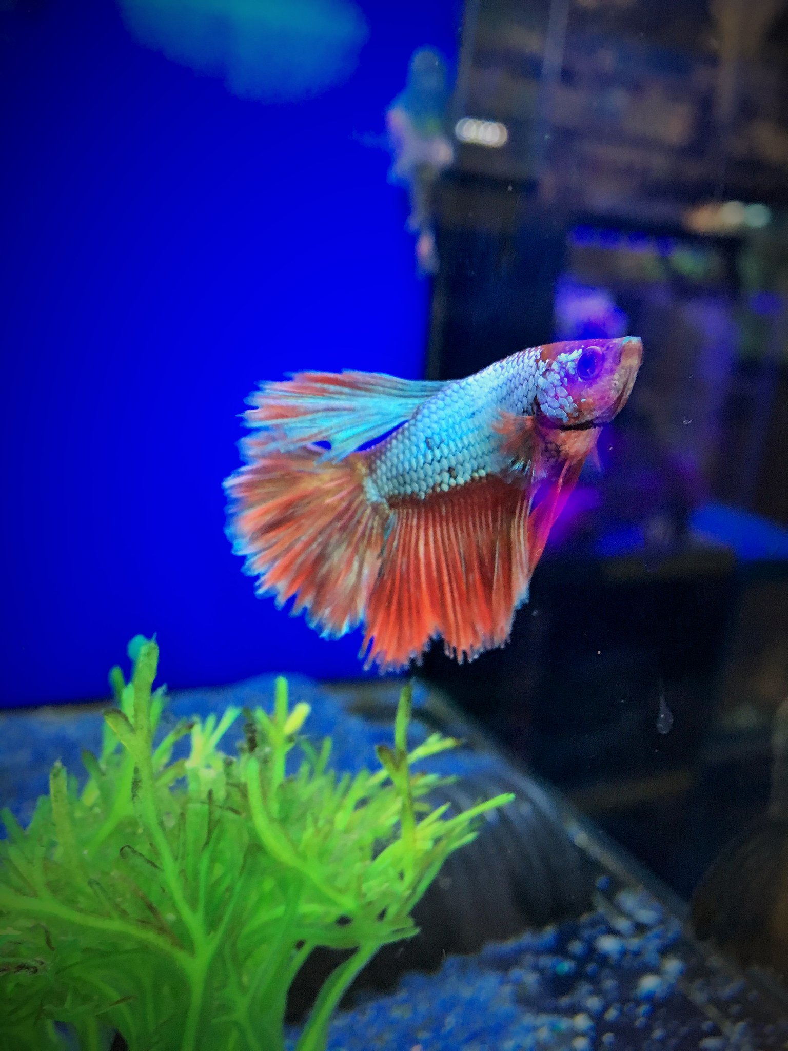 aquacadabra aquarium