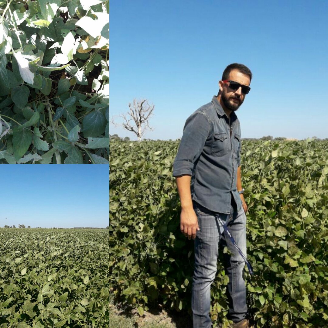 AdamaArgentina's tweet image. Lote asesorado por Mario Audisio, de Denis Stamatti, zona de #Rafaela. Se utilizaron 
herbicidas preemergentes #Oxalis + #Vezir, obteniendo un lote muy limpio de #malezas, sin #Amaranthus. En R4 aplica #Galil 250 cc + 100 cc de #Seizer + #AcadiaBio + aceite. La soja, impecable!