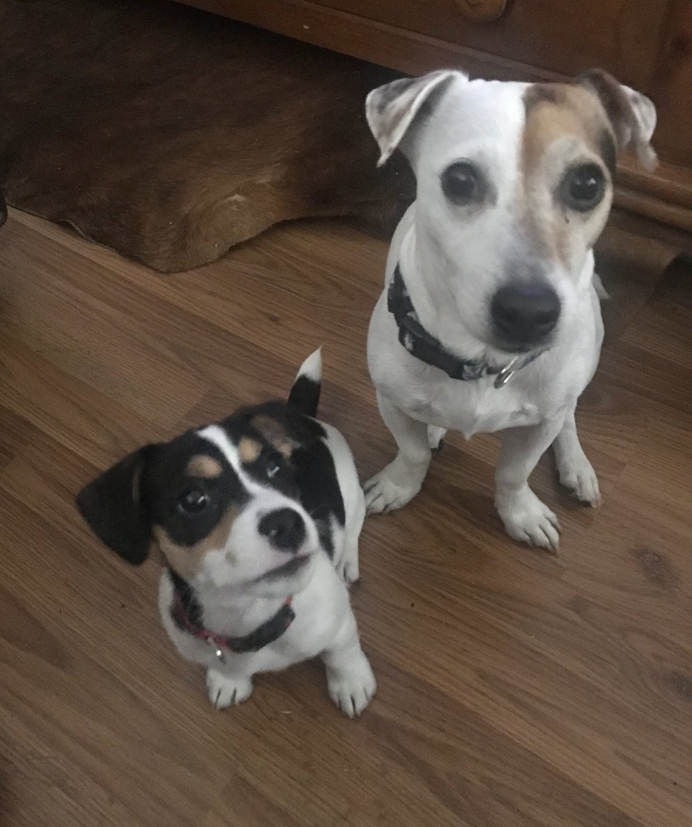 rhondahhall's tweet photo. #NationalPuppyDay Heddy at 11 weeks. Howie is 8. #jrtsrule #JackRussellTerrier #jackrussellpuppies #jackrussellsofig https://t.co/TPK7Cup0T6