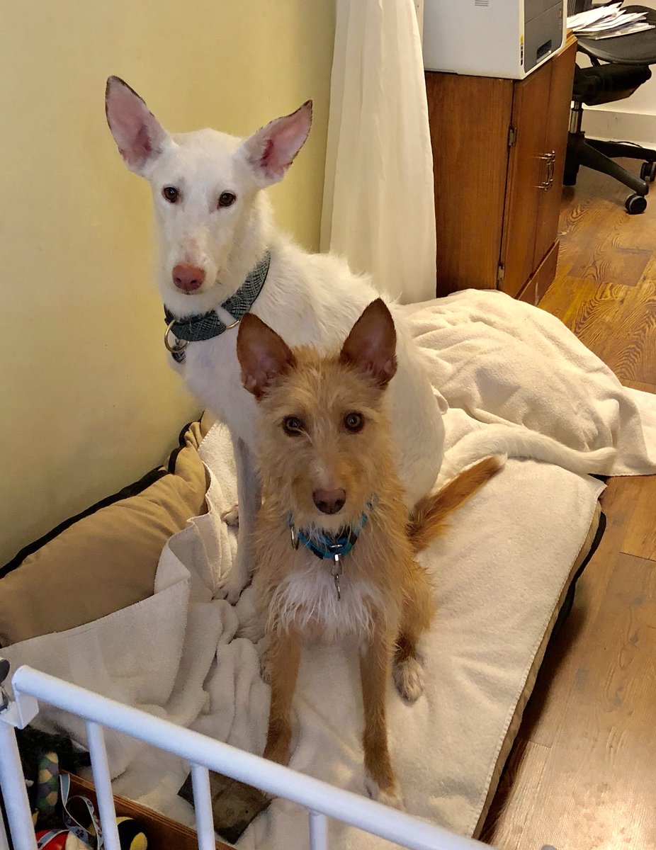 MustLoveDogsBou's tweet photo. Post bath Pods. #podencocampanero #podencoandaluz #podenco #dogsofspain #wetdog #talcothepodenco #kiwithepodenco #theystillloveme https://t.co/MBAFHVFncz