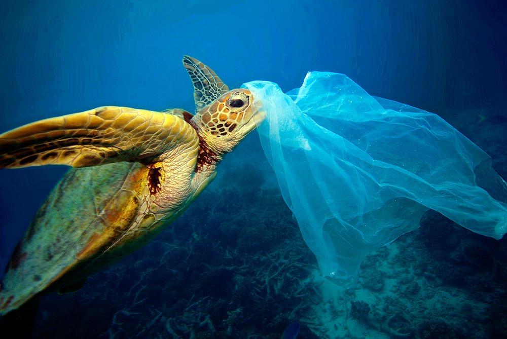 #Plastic has to be managed at a global level, from manufacturers to consumers, before they reach the #ocean. Sea turtles often confuse plastic bags for jellyfish and can be harmed or killed by what they think is food. #BringTheBag (Photo: Troy Mayne)