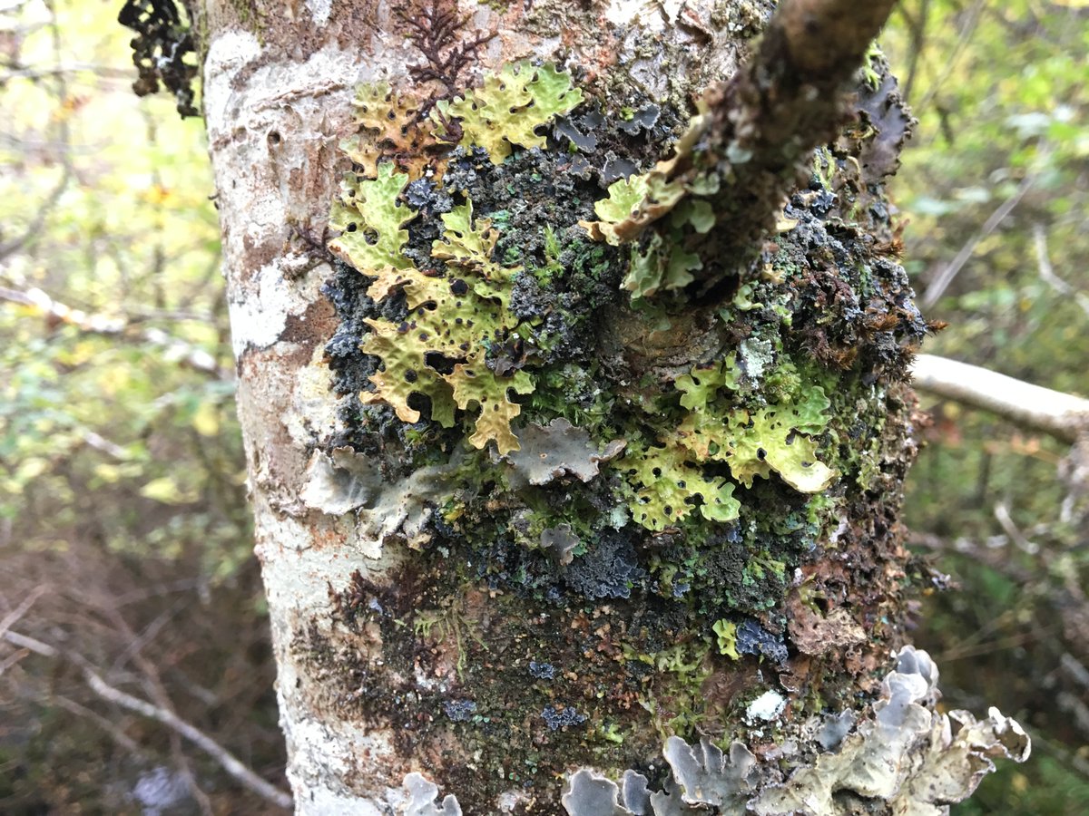 aprilwindle's tweet photo. Discover the #lichens of Atlantic #woodlands with an amazing opportunity to attend free specialist training in the #LakeDistrict as part of Plantlife's LOST project https://t.co/RajFOGICcR https://t.co/63SCIdqzP3