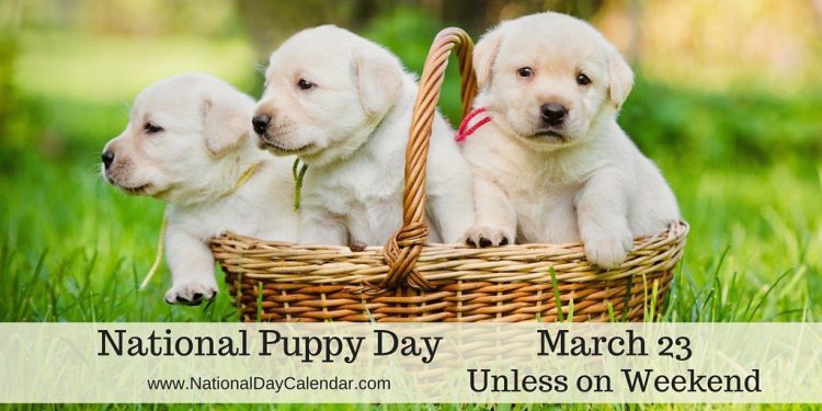 stockrose2008's tweet photo. This day was created to celebrate the magic and unconditional love that puppies bring to our lives.  National Puppy Day is also a day to bring awareness to the need for care of and homes for orphaned pups. #NationalPuppyDay https://t.co/0mgLCnNve0 https://t.co/3sWyEH409R