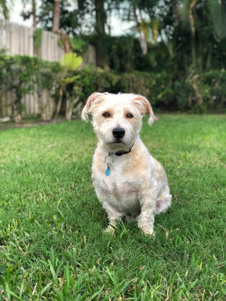 PiersonGrantPR's tweet photo. Our next pup is Jack Kunhardt! Jack was adopted from @HumaneBroward in 2015 by our vice president, @MarielleSflPR. He enjoys treats, cuddles and chasing squirrels in the back yard. Happy @Natl_PuppyDay, Jack! #PuppersofPiersonGrant #NationalPuppyDay https://t.co/ZIdu3wSFpg