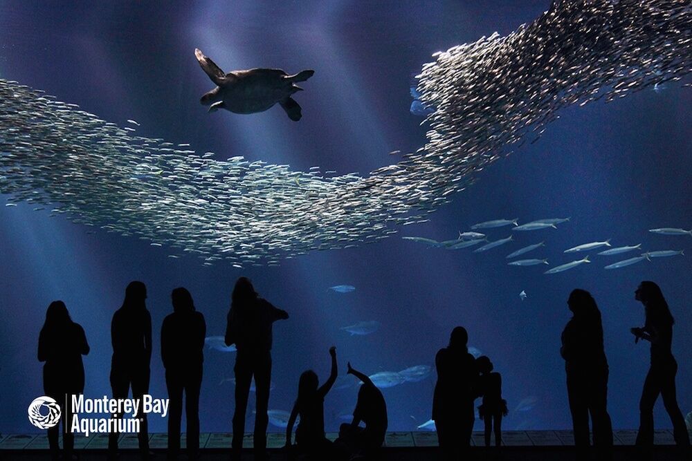 GroupTour's tweet image. Hey @MontereyAq ! What do you have for #StudentGroups ?
#GroupTour #StudentGroupTour.

grouptour.com/sponsored-mont…
