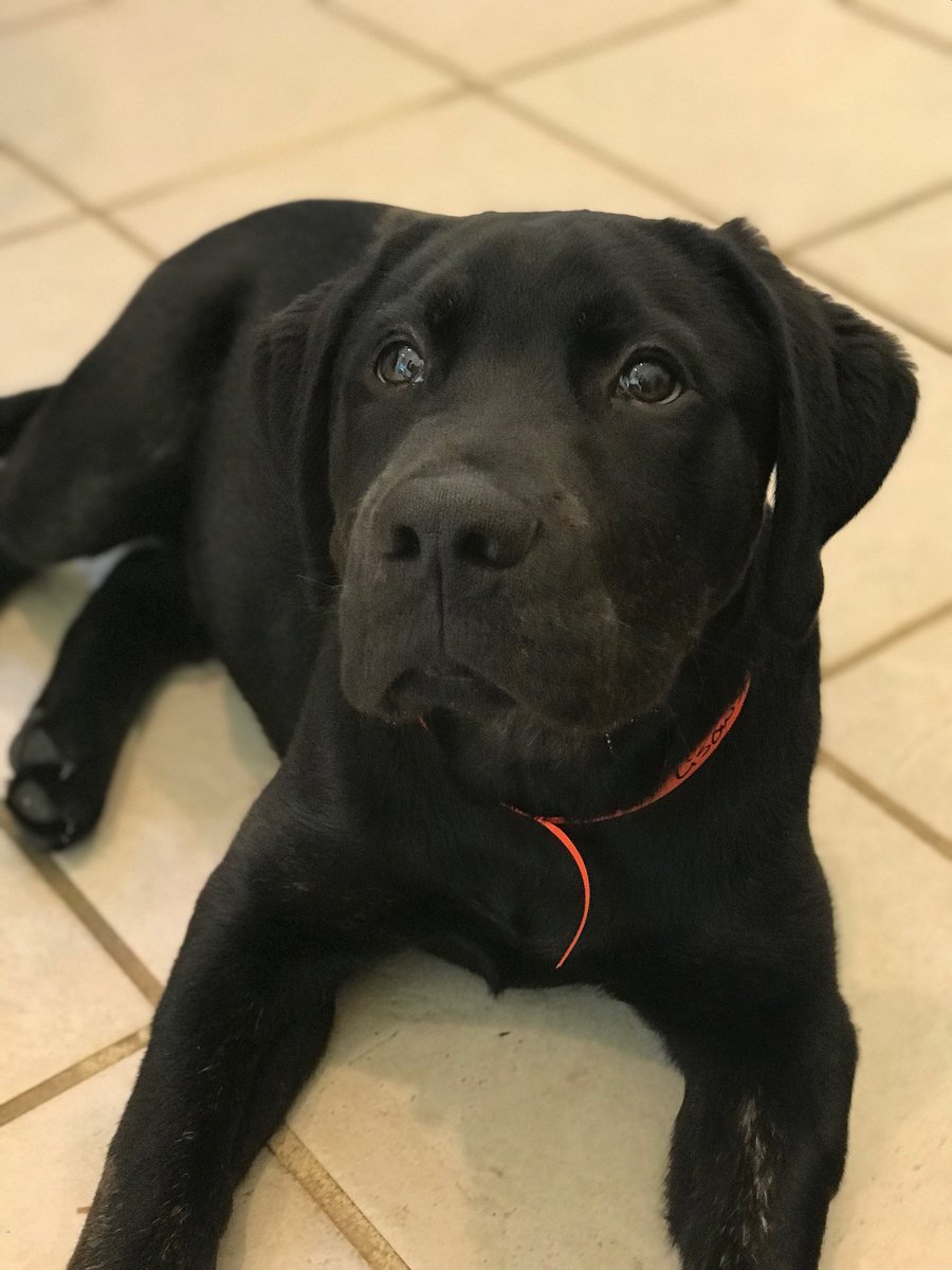 PPRLakeNorman's tweet photo. National Puppy Day! Mention this post at check in and receive an ice cream on us!!🍦#petparadiselkn #nationalpuppyday #freebie #puppies #cuteness https://t.co/wkH6nDf0go