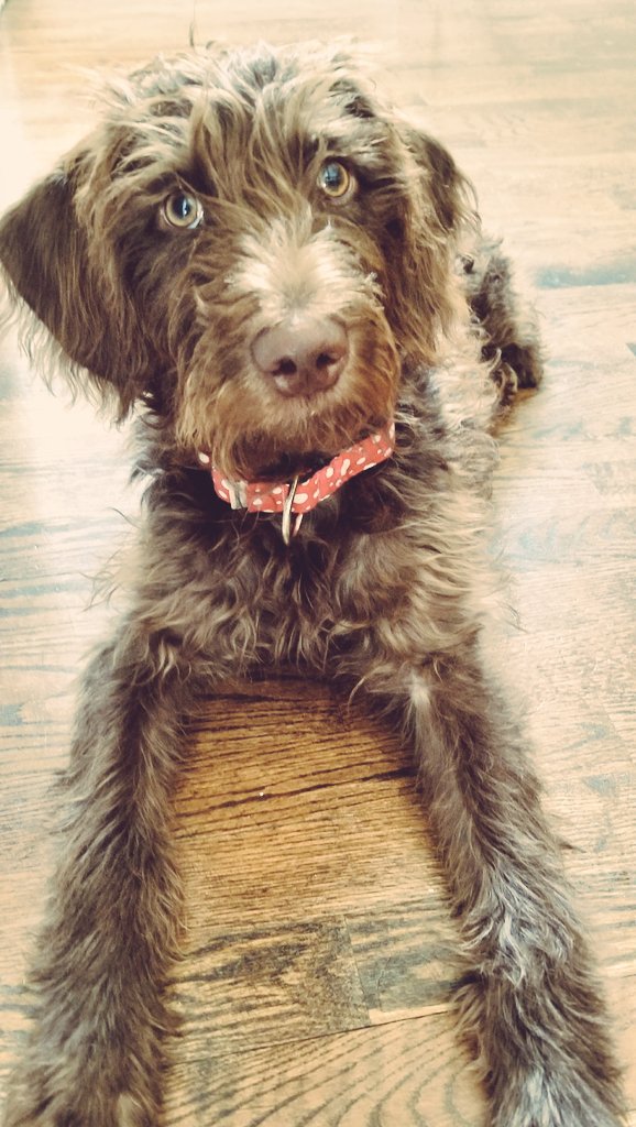 PawPatchGA's tweet photo. Happy #NationalPuppyDay! 🐶 #Labradoodle #MadeInGA #PuppyDay https://t.co/6I4SOcsYqQ