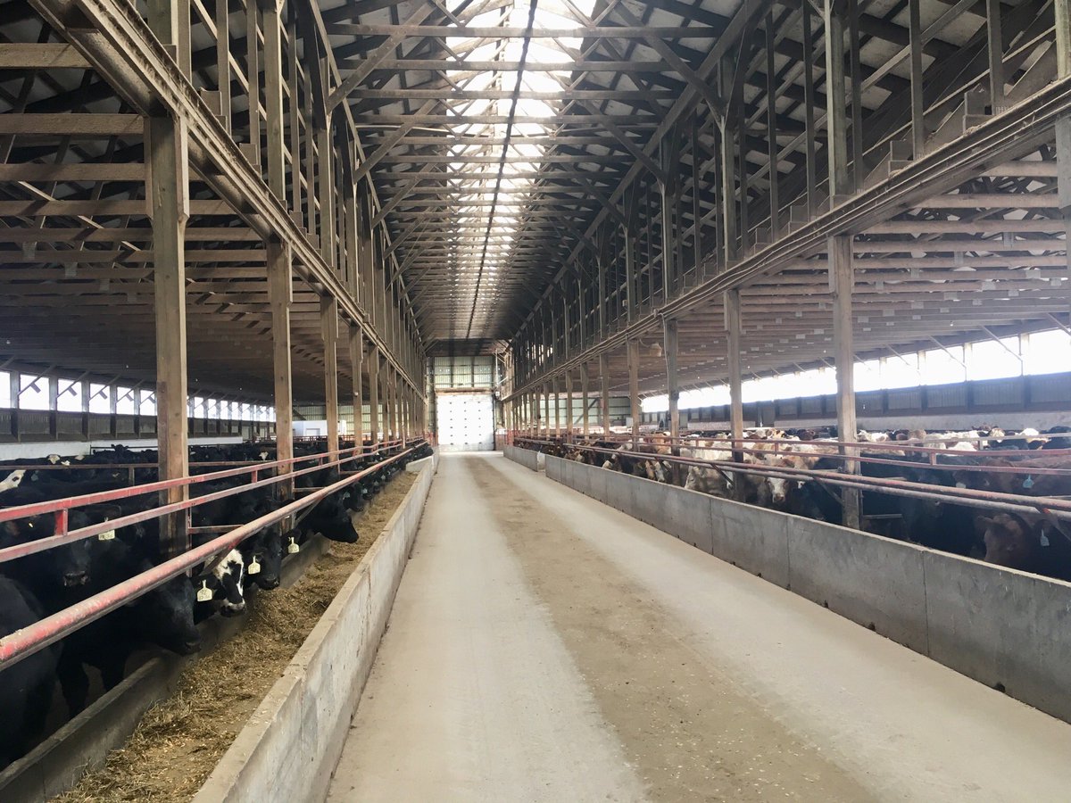 OAC Beef Club tweet media