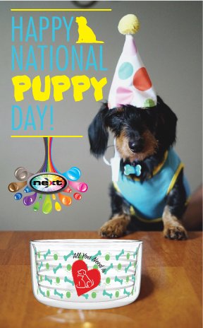 NextPromotions's tweet image. It's Friday AND National Puppy Day, be still our hearts!!! 💞🐶🐾nextpromotions.com/p/product/41dc… #promotionalproducts #promoproducts