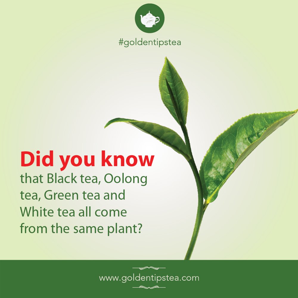 where did tea originate