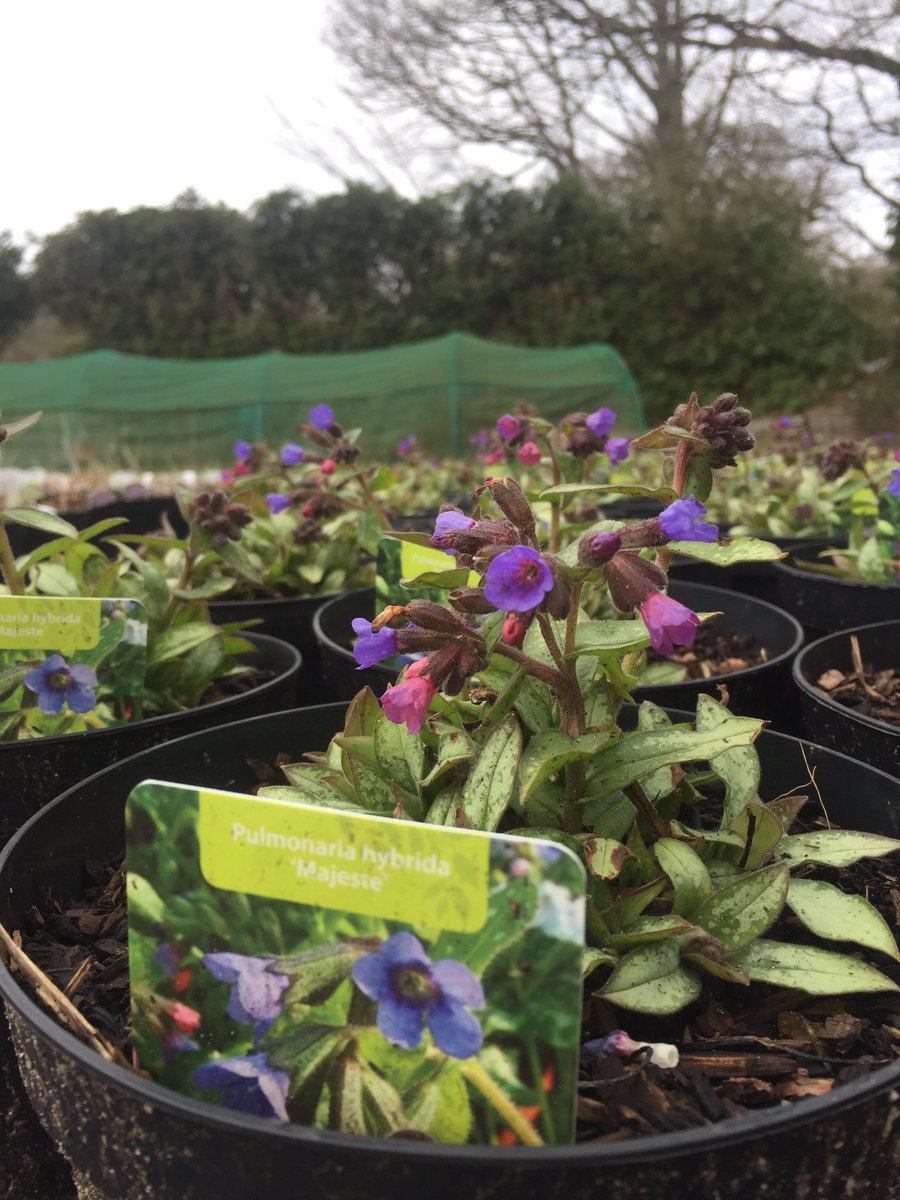 Marchants Nursery tweet media