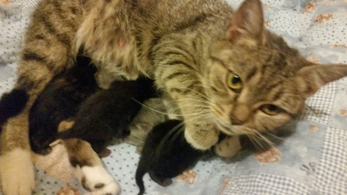 kitkatjp's tweet photo. Off the streets of Dorchester in the nick of time...new mama of 4. https://t.co/3T4XJcKljI