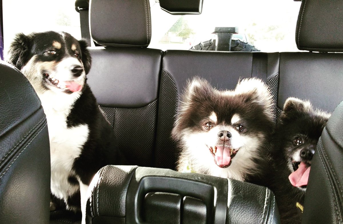 Crppn_Jppn's tweet photo. It's national puppy day and that means these little a-holes get extra lovings! @MTdudestuff
#NationalPuppyDay #ava #payden #buster https://t.co/RQfUwZRMeP