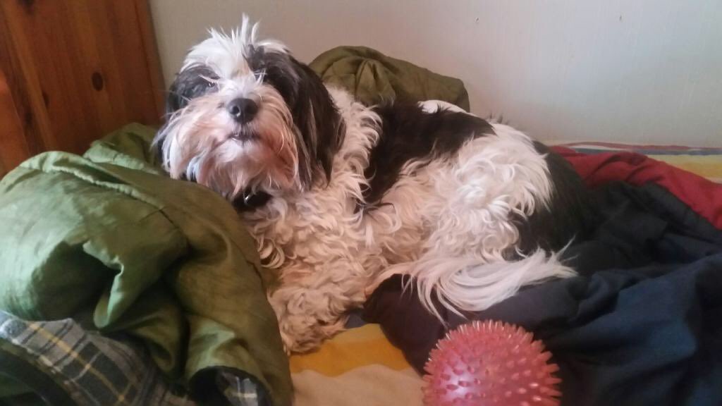 CircusDanzig's tweet photo. Happy #NationalPuppyDay! #iwokeupthisway #backtobed #notreadyformycloseup https://t.co/lzJB7X2Vpe