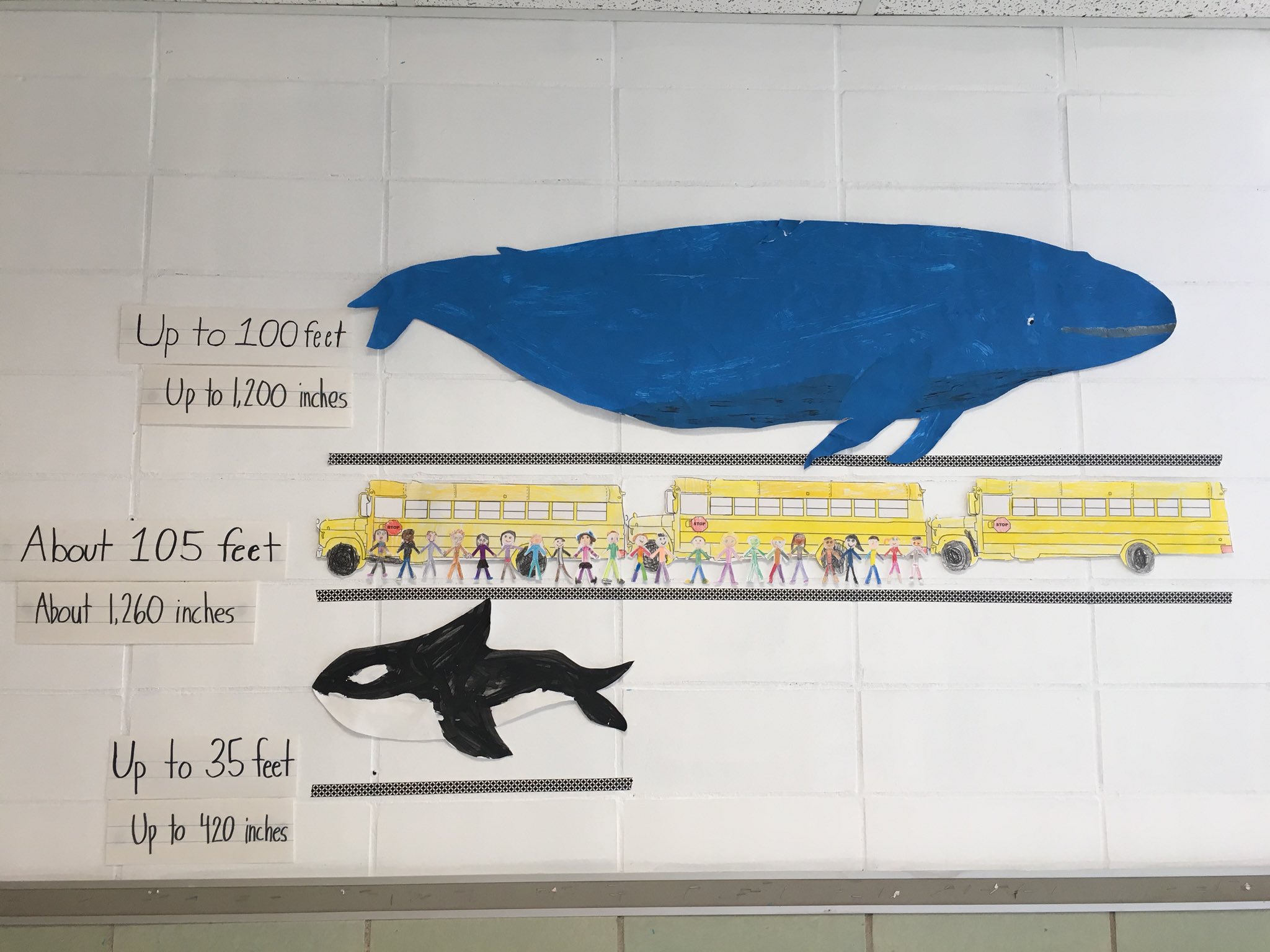 Blue Whale Size Comparison To School Bus