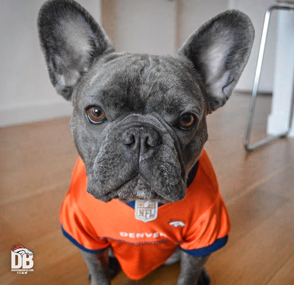 Broncos's tweet image. #BroncosCountry doggos are the best doggos.

#NationalPuppyDay 🐶