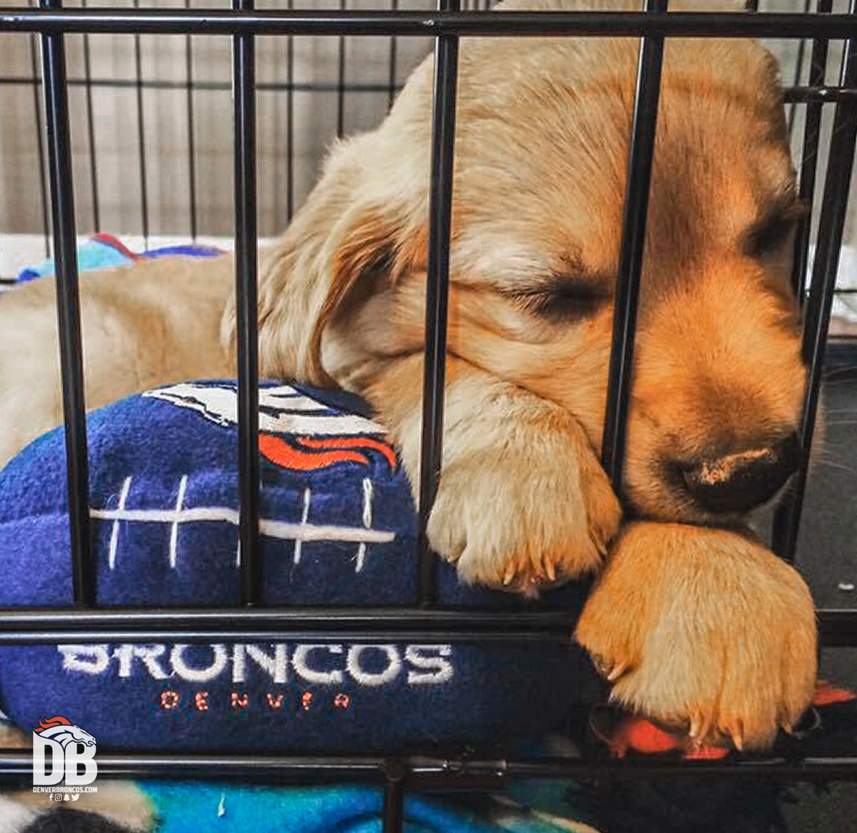 Broncos's tweet image. #BroncosCountry doggos are the best doggos.

#NationalPuppyDay 🐶