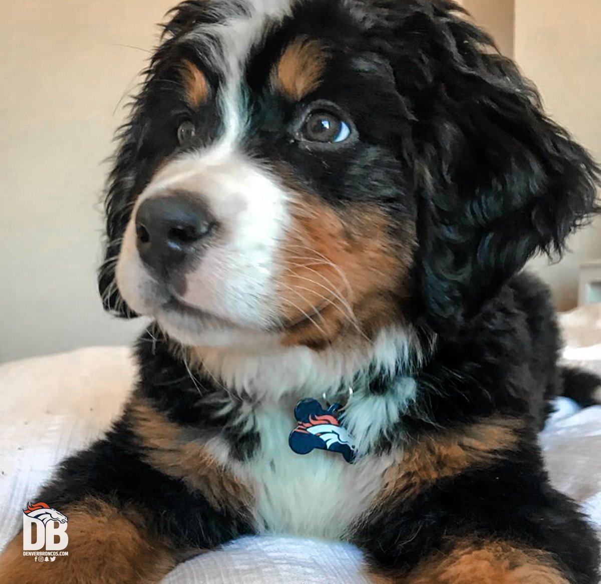 Broncos's tweet image. #BroncosCountry doggos are the best doggos.

#NationalPuppyDay 🐶