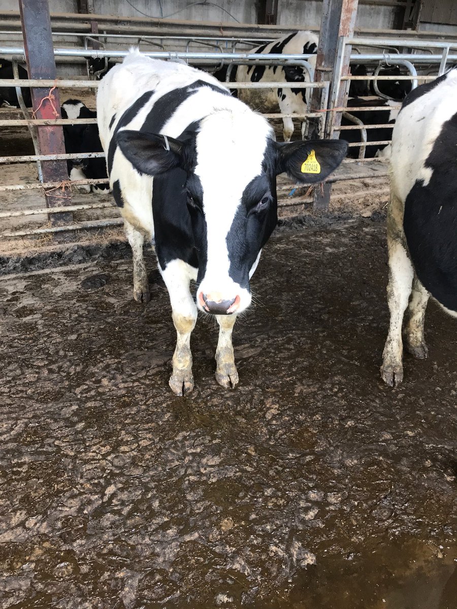 rjfryer76's tweet photo. 6 well grown Friesian Holstein bulling heifers for sale.   Genus sired, fully vaccinated.  Cheshire, please RT. https://t.co/1PsjYjdZ5w