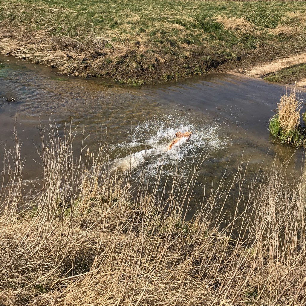 peggottywoofly's tweet photo. Water! #chasingsticks #happytail https://t.co/LtM5i2tpg8