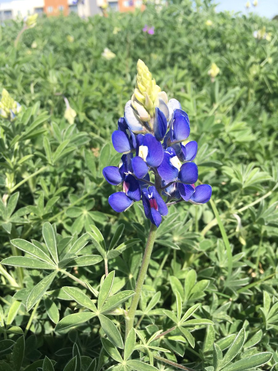 Walt Maciborski tweet media