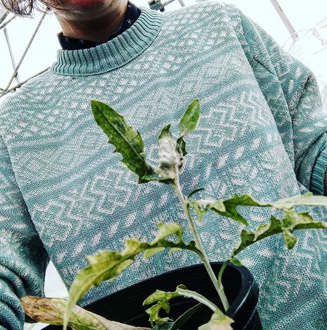 cecidologists's tweet photo. I talked with Kat this morning (aka Dr. Theiss), and I'm stoked to head to LA for a guest lecture on plant physiology and herbivory at CSU-DH! After one last visit to the greenhouse, I'm ready to go!
#colostate #gallsofinstagram #sweaterweather #plantso… https://t.co/9xtUNribho https://t.co/gEXzUojusg