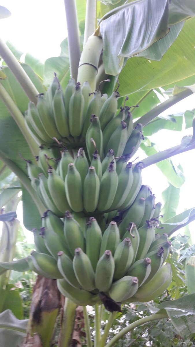 maproducemx's tweet image. Do you know #Thai #Banana? We put to your disposition this excellent #banana variety. Contact: ventas@maproduce.mx

#Tropical #Fruits