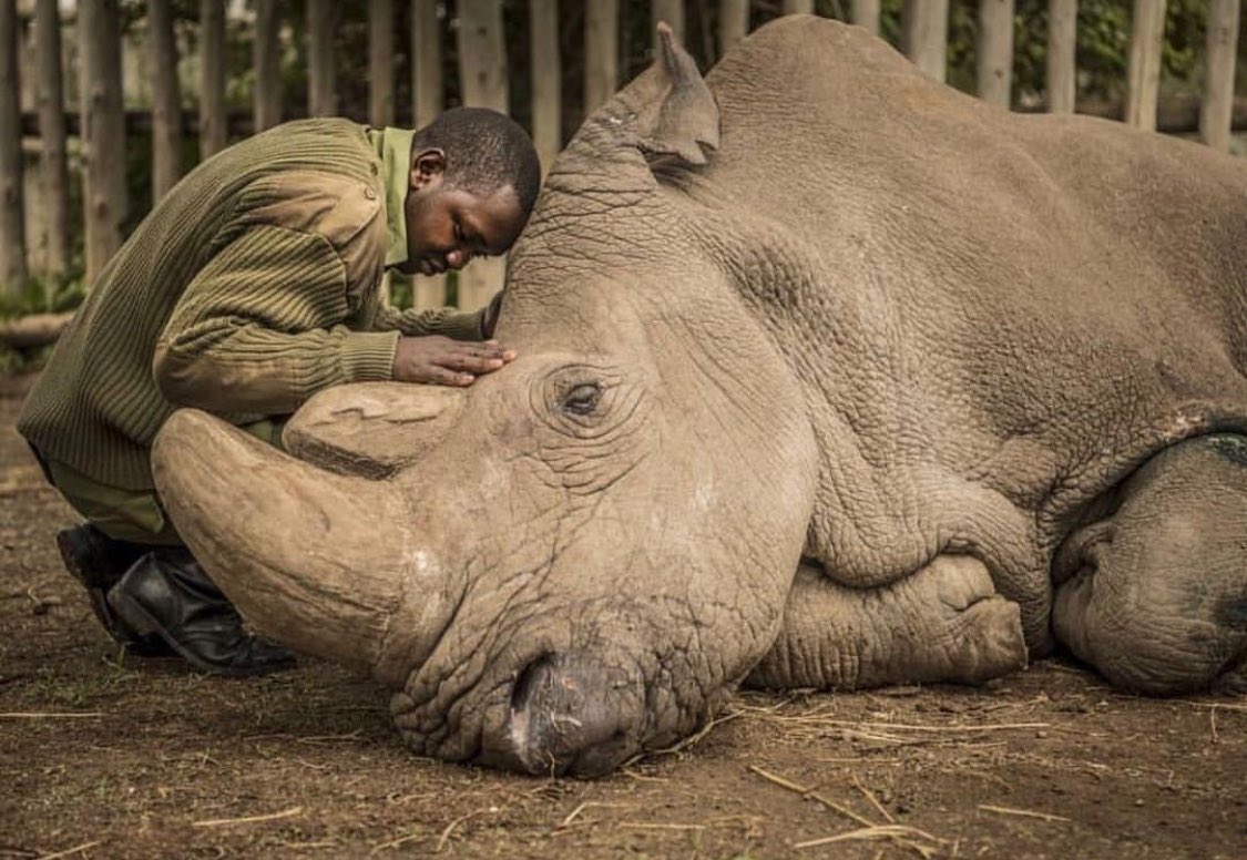 This is a photo of a man honoring the final moments of the last living Northern White male rhino.
This is what extinction looks like. 
Can’t we all agree that this is heartbreaking?