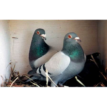 RaptorAlliance's tweet photo. Did you know that #Pigeons are monogamous and can #live to the #age of 20? Speaking of #loyalty! #pigeonracing #loveatfirstsight #homingpigeons #facts #interesting https://t.co/sJqaRX0e5Z