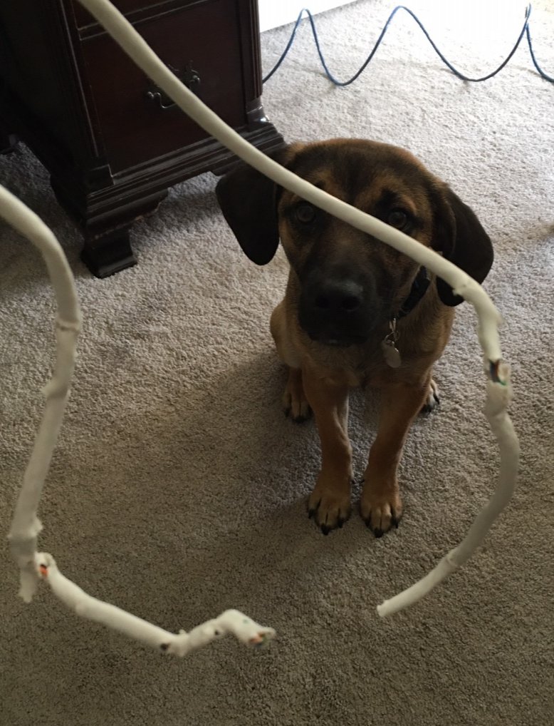 forrestkderr's tweet photo. The harsh realities of a DDOS (Dog Denial Of Service) attack on your network. Make sure you have a Wireless LTE backup connection for your network. #WirelessBackup #WirelessFailover #WirelessLTEFailover #Rowdy https://t.co/LohafaPUZQ https://t.co/SdMo8QSPvV