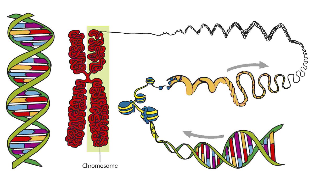 BiologyAnswers's tweet photo. 4. Into which two groups can the nitrogenous bases that form DNA and RNA be classified? https://t.co/0viDqkhJ4K #biology #biochemistry https://t.co/fg4oJJCMMT