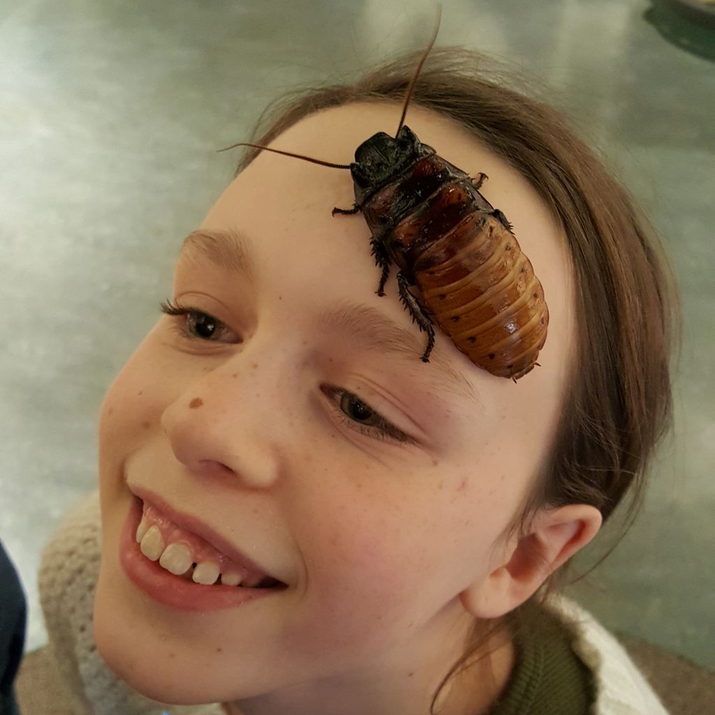 sciencethemovie's tweet photo. Longtime #MuseumKid and bigtime #BugFan Heather visited the Biome this week, reminding me of this old photo of that time she wasn't satisfied simply to pet a Giant Madagascar Hissing #Cockroach--no, she had to become one with it. You jealous? #bugs #insects #lacucaracha https://t.co/0MYLWDD7XI