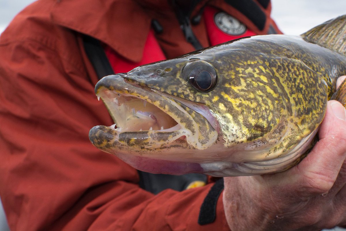 timallardtips's tweet photo. Nothing like putting a photo package together for @OODMag to get me fired-up for open-water walleyes when there's still snow on the ground - can't wait! #walleye #fishing https://t.co/N7r4b4ESSU