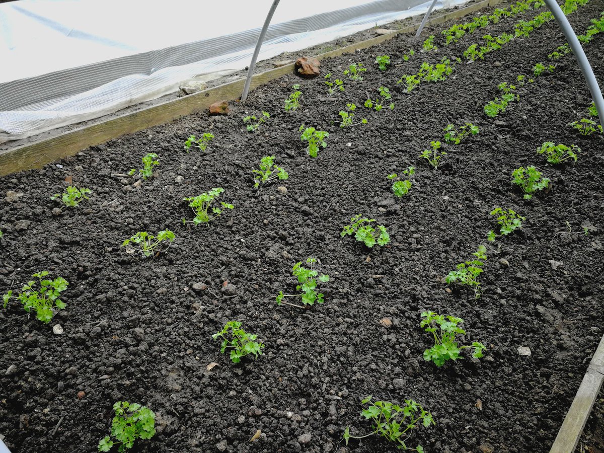 TessaAvermaete's tweet photo. Visit #grooteiland #Brussel @anamoraguesf #urbanagri @bioeconKUL inspiring for #foodstrategy @stadleuven @leuven2030 @rikoltoBE https://t.co/hD0k4FQYgn