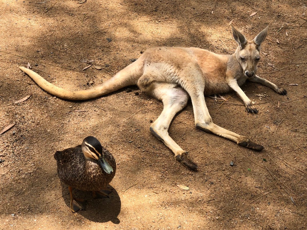 AustraliaPics's tweet photo. Australia is home to many species of plants and animals. It's a very peaceful country #BestFriends #Peaceful #AustralianWildlife https://t.co/ttsP2q7Lw1