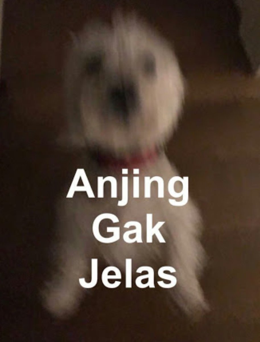 Victor Kamang On Twitter Anjing Ngegas Victor Kamang On Twitter Anjing Ngegas