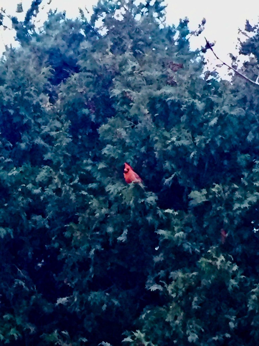 ChrishyamiS's tweet photo. Happy Spring! 💐 A lovely visitor as I left my house this morning #cardinaltweets #springishere https://t.co/RIXnqO8Ie0