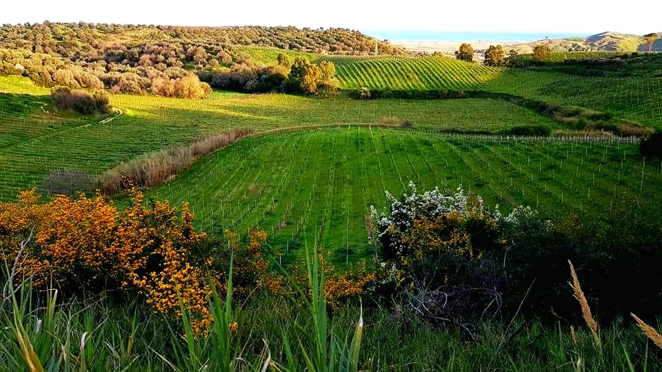 Ducropio's tweet photo. colors and flavors of an ancient and authentic land.... of a passion that is renewed in tradition....
DU CROPIO VINERY
#DuCropioVinery #Calabria #italianwine #Gaglioppo #WineWednesday #winelover #winetasting #Wines https://t.co/QxFE5WsxRo