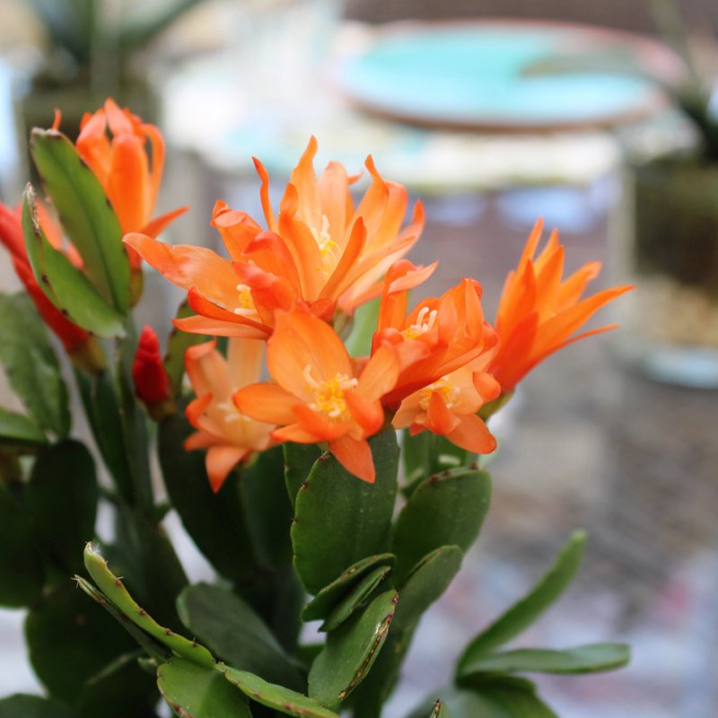 English Gardens On Twitter Also Known As An Easter Cactus The Spring Flowering Cactus Blooms A Profusion Of Brightly Colored Flowers