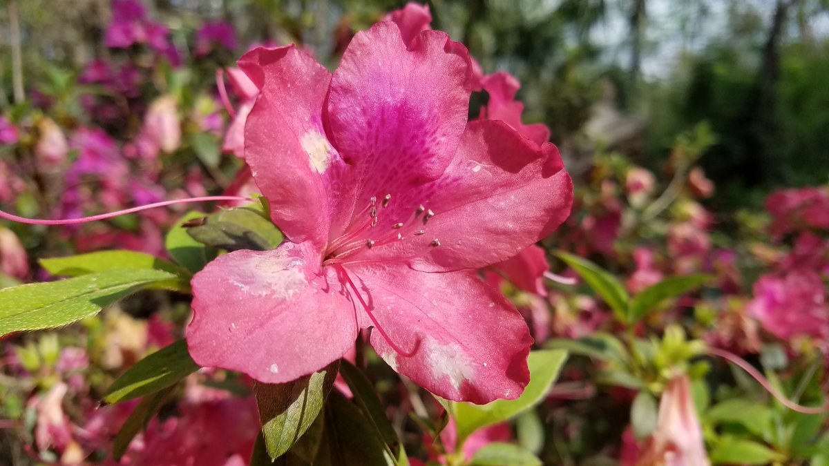 "Don't miss the stunni…" - @FOX35David, David Martin ... - 1200 x 675 jpeg 136kB