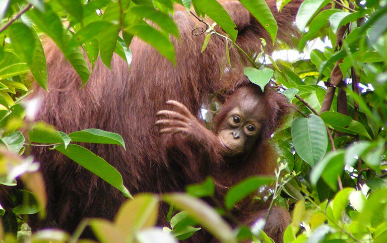 Today is International Day of Forests. 
Help Orangutan Land Trust secure forests for orangutans. 
bit.ly/aK2wzZ
Forests. For Orangutans. Forever.