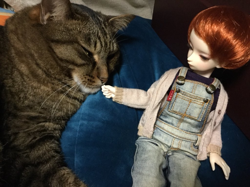 kuragenoshippo's tweet photo. からの猫あるある https://t.co/DLW2WBLj5n