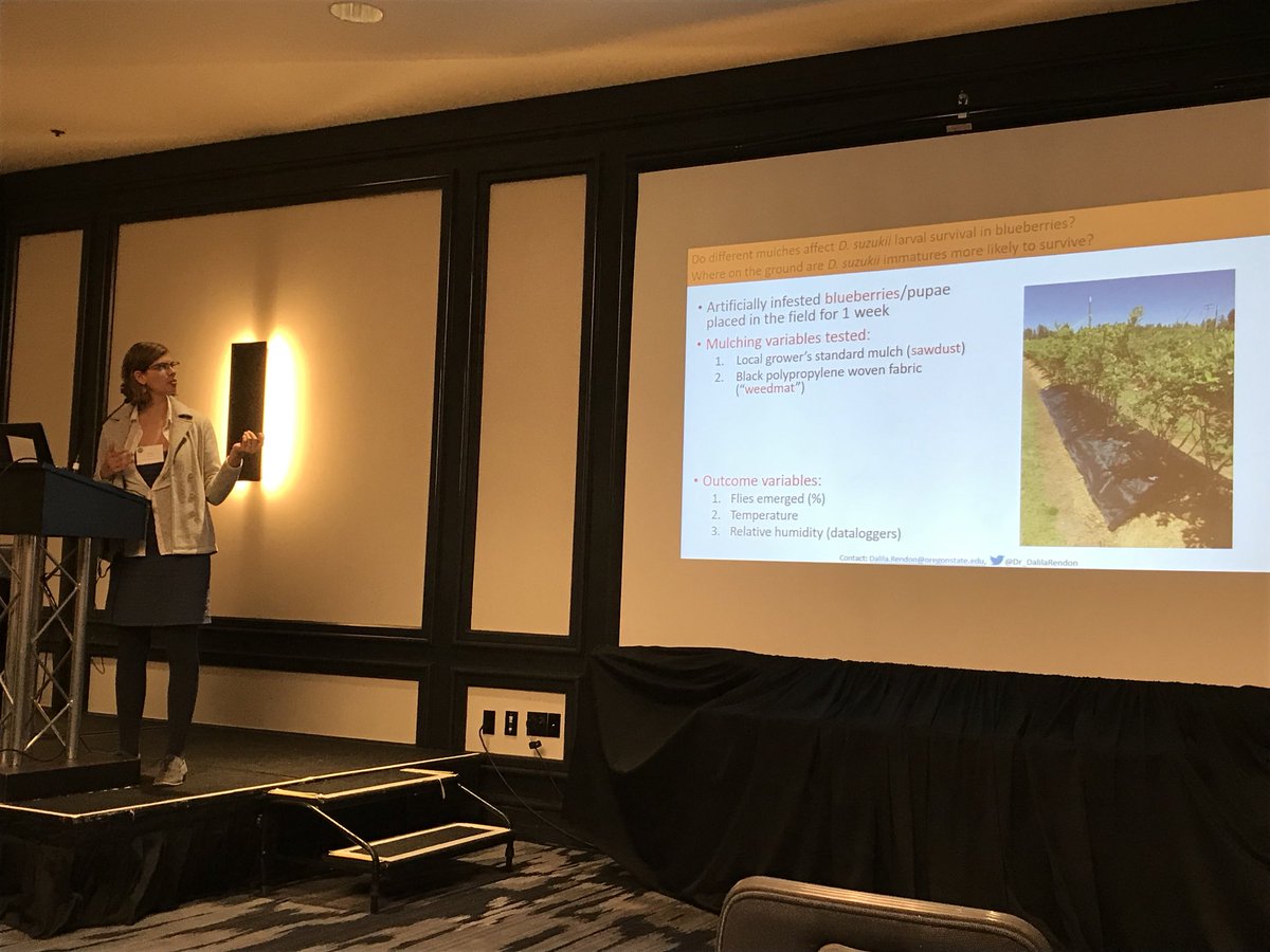 RichardJonesBio's tweet photo. Oregon State’s Dalila Rendon sharing research results on mulch and irrigation strategies for SWD management at #IPMSymposium @AFG_WFG @IPMSymposium https://t.co/hje37y6l34
