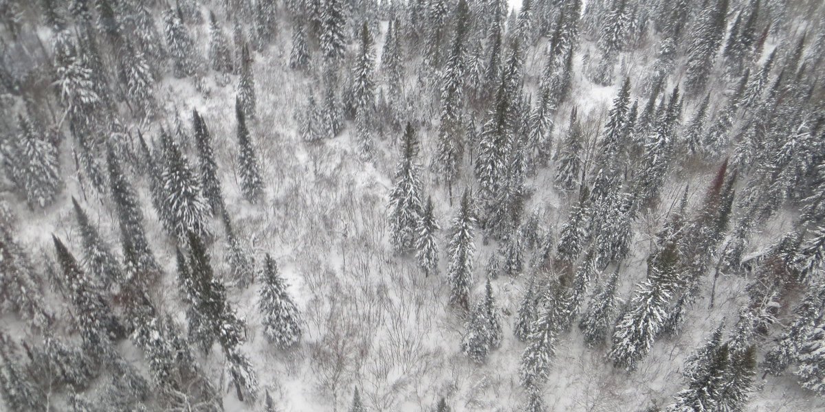 ONresources's tweet photo. #DYK Ontario has approximately 85 billion trees? #InternationalDayofForests https://t.co/LHeR4ac5P4