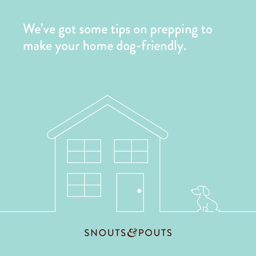 snoutspouts's tweet photo. If you’re getting a dog, it’s time to sort out your home. 
Check out our blog, so it’s not a cyclone. 
#WorldPoetryDay #Dogs #Snouts 
https://t.co/eDwPHFLP9o https://t.co/jddLsssz5E
