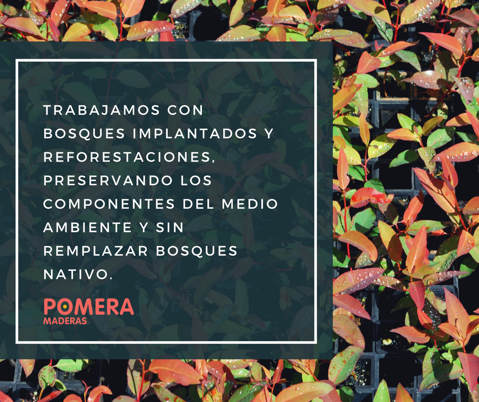 pomeramaderas's tweet photo. #DíaDeLosBosques | Conocé cómo colaboramos para concientizar el cuidado y la importancia de los bosques. https://t.co/XJGOycHUf6