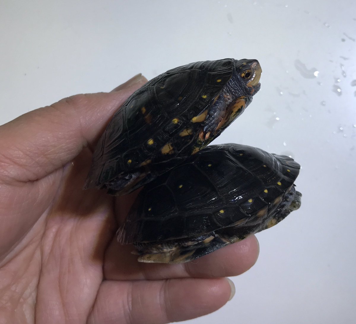 かねだい 海老名店 ギボシイシガメ良いサイズ入荷しています かねだい 海老名店 ギボシイシガメ良いサイズ入荷しています