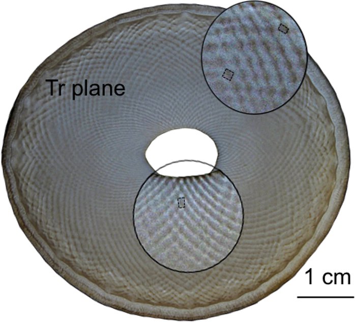 liphy_lab's tweet photo. L’ivoire d’éléphant, une organisation atypique de la matrice extracellulaire, recherche @liphy_lab publié @PLOSONE #elephant #Microstructure #Cements #Ellipsoids #Microtubules #Specimen_sectioning #Dentin https://t.co/TrYR7sauiK https://t.co/u1HrXER63T