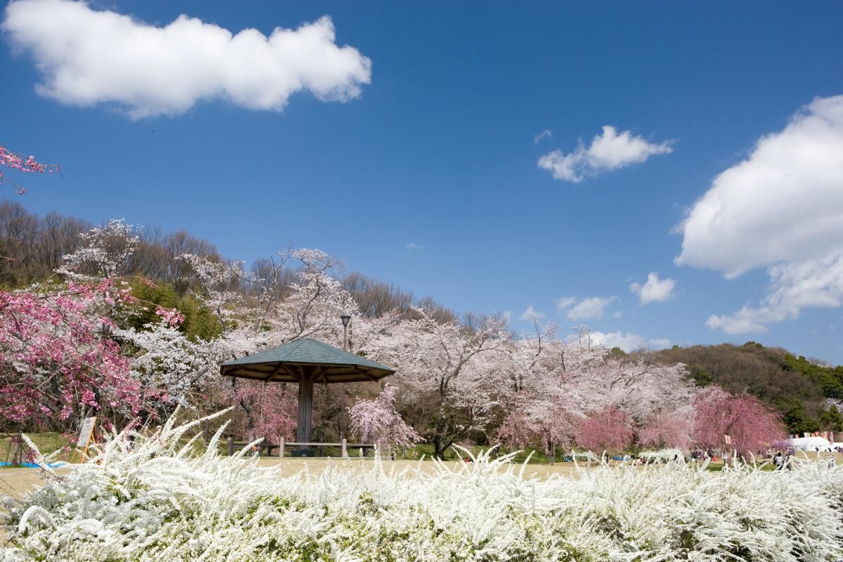 AichiNow_en's tweet photo. Great reason to visit #ToyotaCity this spring: massive and gorgeous #CherryBlossoms of #SuigenCherryBlossomsFestival @ #SuigenPark! #Matchlocks #LiveFire demonstrations, etc.!😍 #水源桜まつり #水源公園 #桜 #花見 #豊田市 #Aichi #愛知  #AichiNow https://t.co/knZyC1T39U https://t.co/bwTDDtu0c3