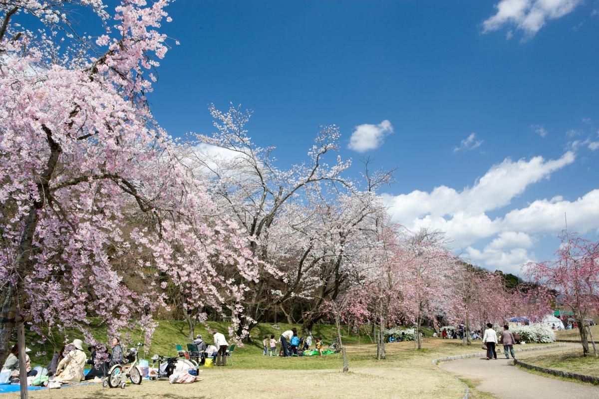 AichiNow_en's tweet photo. Great reason to visit #ToyotaCity this spring: massive and gorgeous #CherryBlossoms of #SuigenCherryBlossomsFestival @ #SuigenPark! #Matchlocks #LiveFire demonstrations, etc.!😍 #水源桜まつり #水源公園 #桜 #花見 #豊田市 #Aichi #愛知  #AichiNow https://t.co/knZyC1T39U https://t.co/bwTDDtu0c3